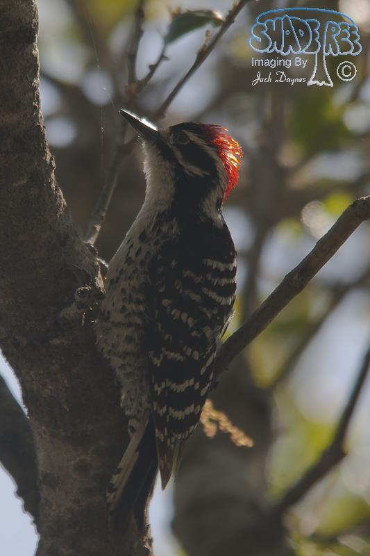 Nuttall's Woodpecker - Dryobates nuttallii