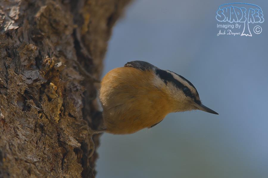 Red-Breasted Nuthatch - Sitta canadensis