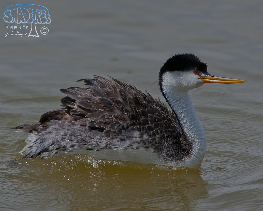 Clark's Grebe - Aechmophorus clarkii