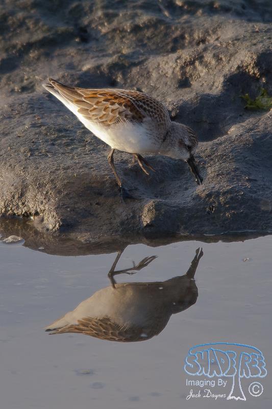 Western Sandpiper - Calidris mauri