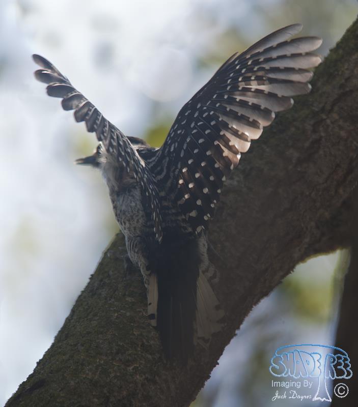 Nuttall's Woodpecker - Dryobates nuttallii