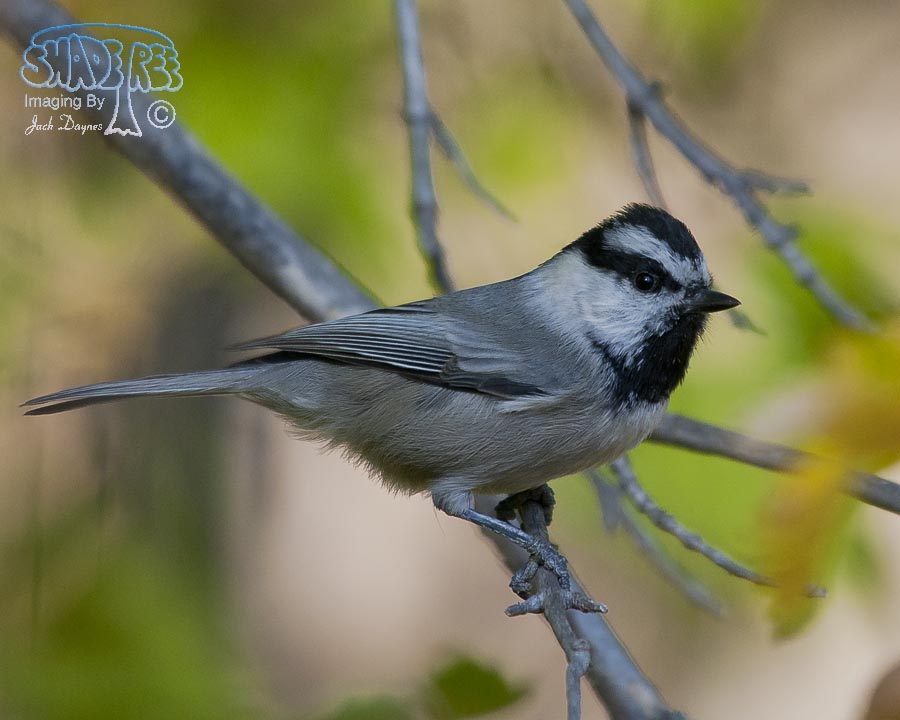 Mountain Chickadee - Poecile gambeli