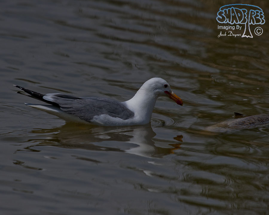 California Gull - Larus californicus