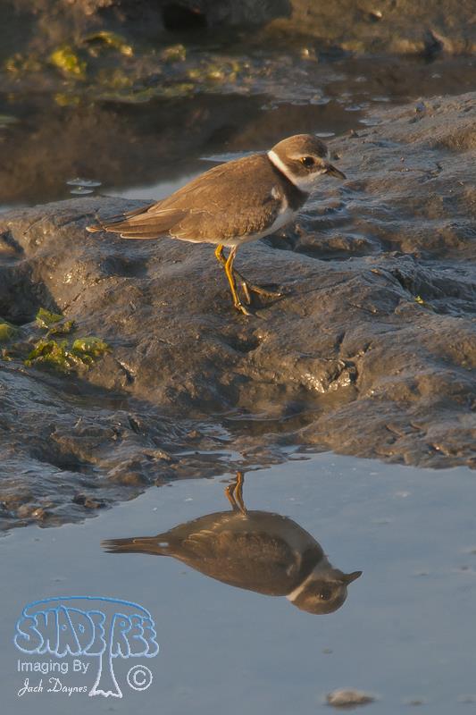 Semipalmated Plover - Charadrius semipalmatus