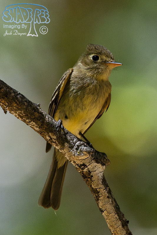 Pacific-Slope Flycatcher - Empidonax difficilis