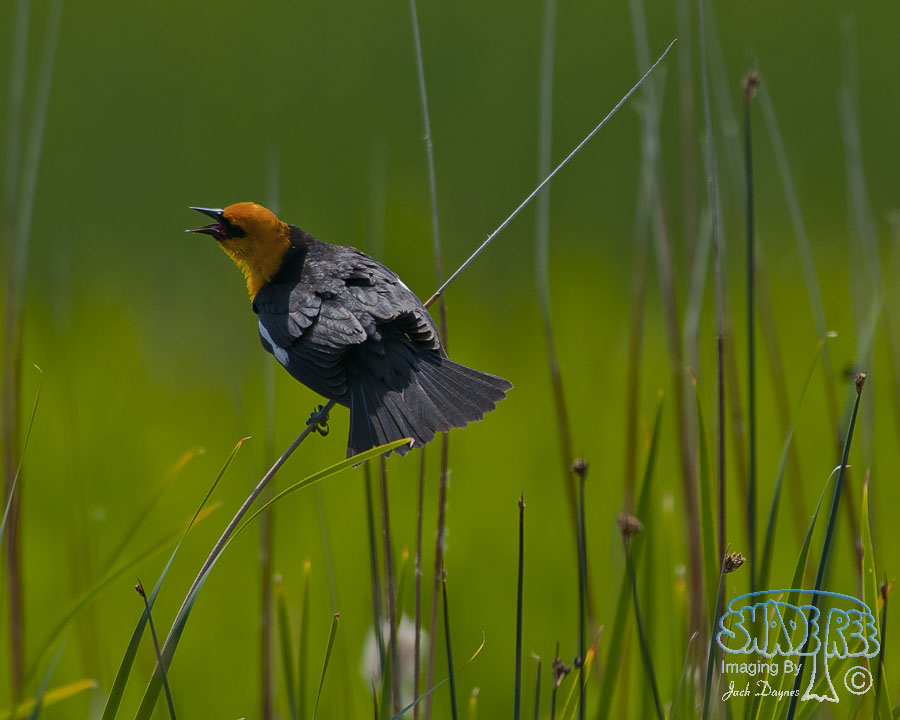 Yellow-Headed Blackbird - Xanthocephalus xanthocephalus
