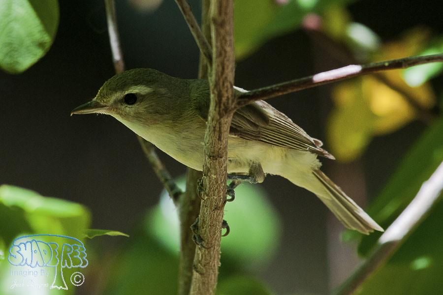 Warbling Vireo - Vireo gilvus