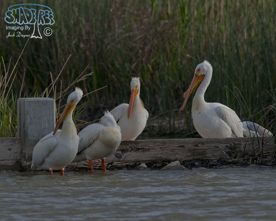 American White Pelican - Pelecanus erythrorhynchos