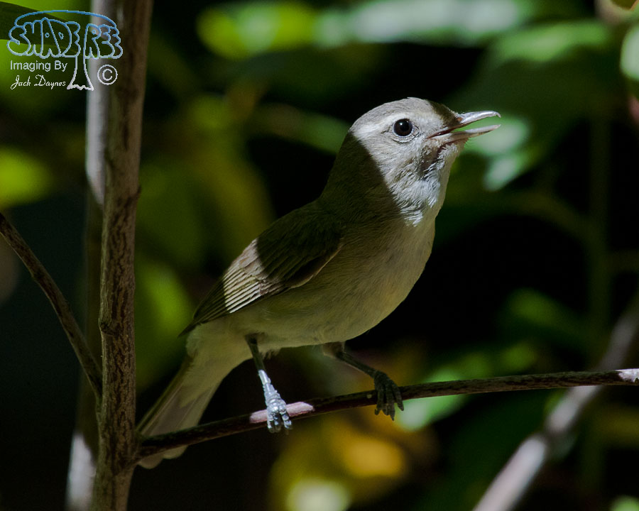 Warbling Vireo - Vireo gilvus