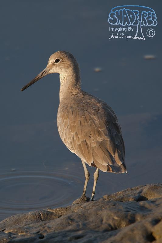 Willet - Tringa semipalmata