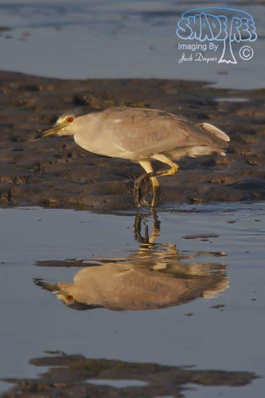 Black-Crowned Night-Heron - Nycticorax nycticorax