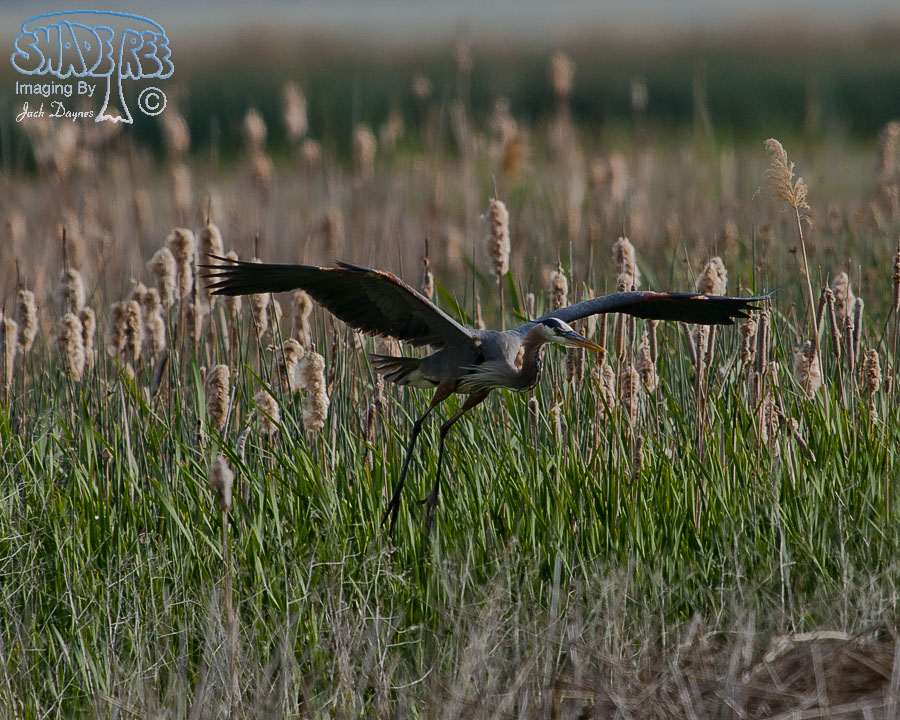 Great Blue Heron - Ardea herodias