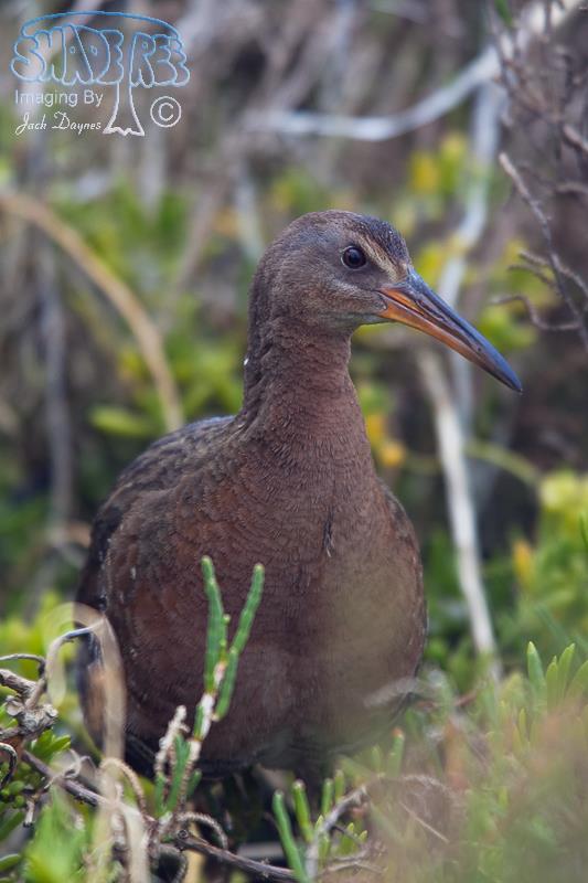 Ridgway’s Rail (Clapper Rail) - Rallus obsoletus