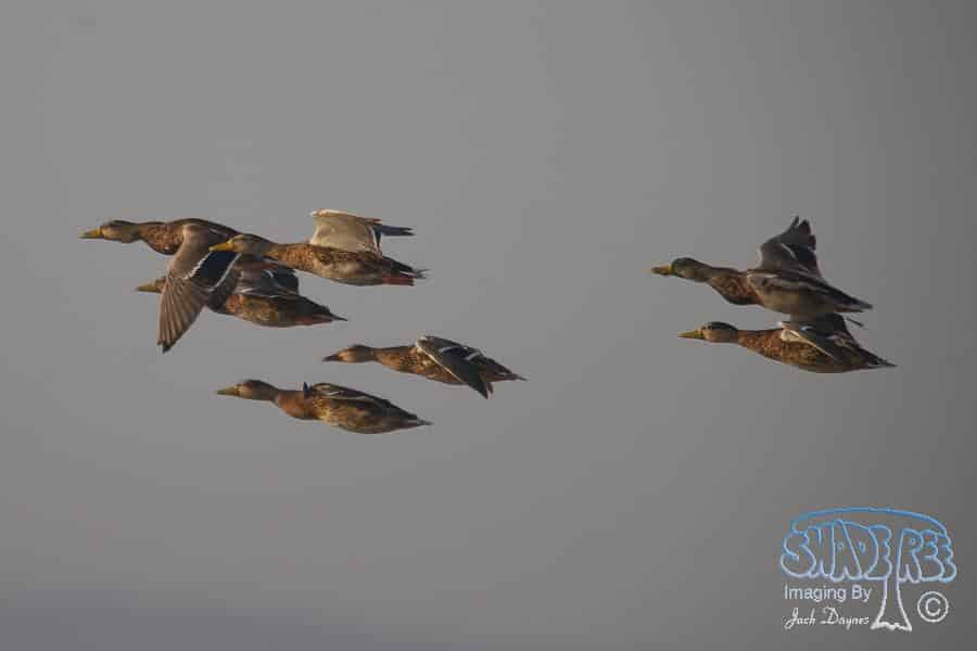 Mallard - Anas platyrhynchos