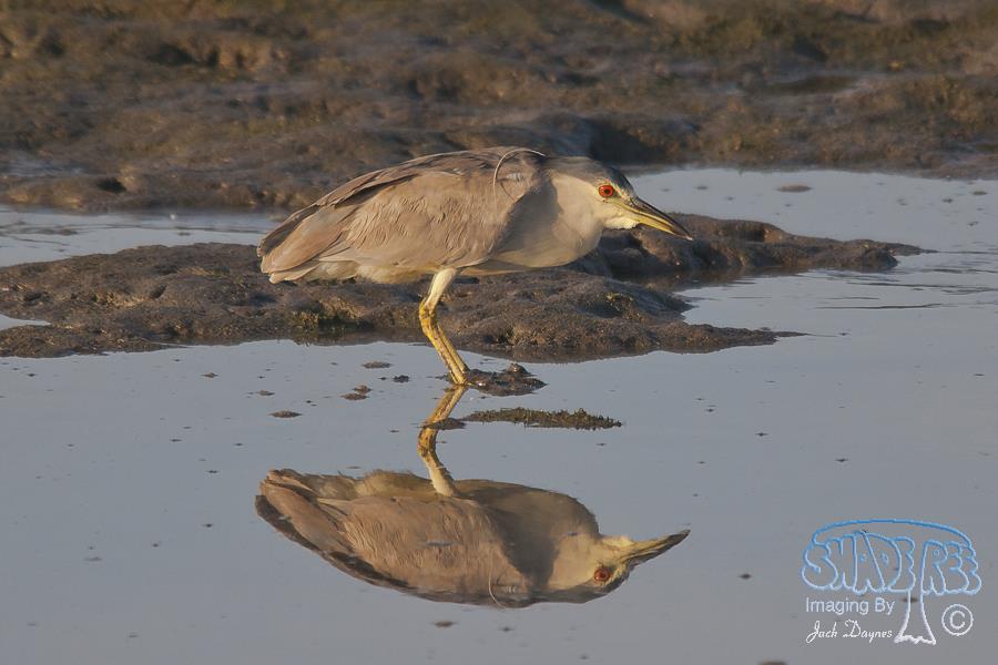 Black-Crowned Night-Heron - Nycticorax nycticorax