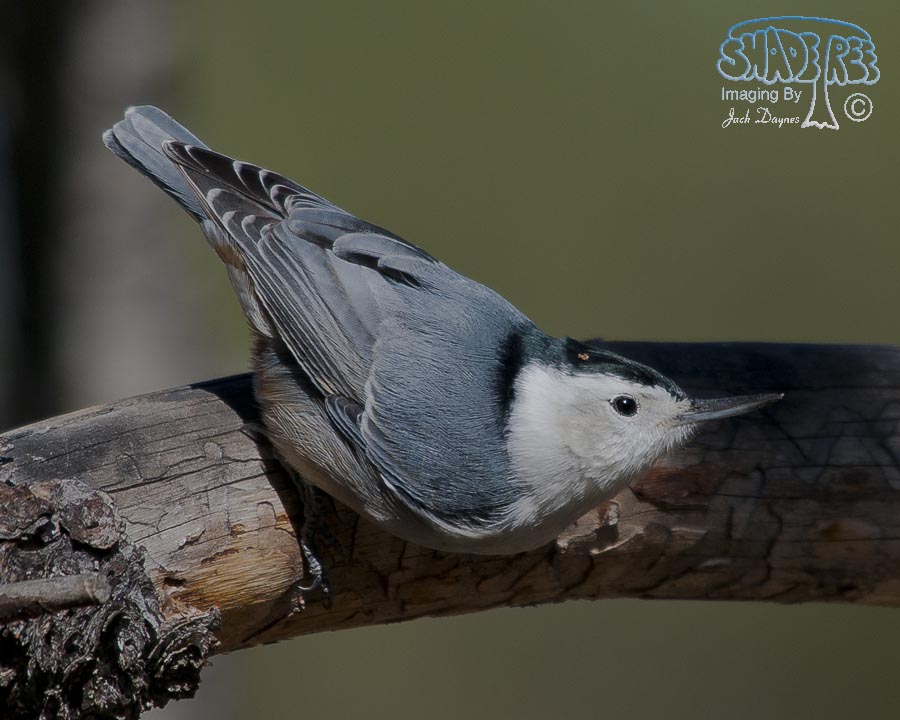 White-Breasted Nuthatch - Sitta carolinensis