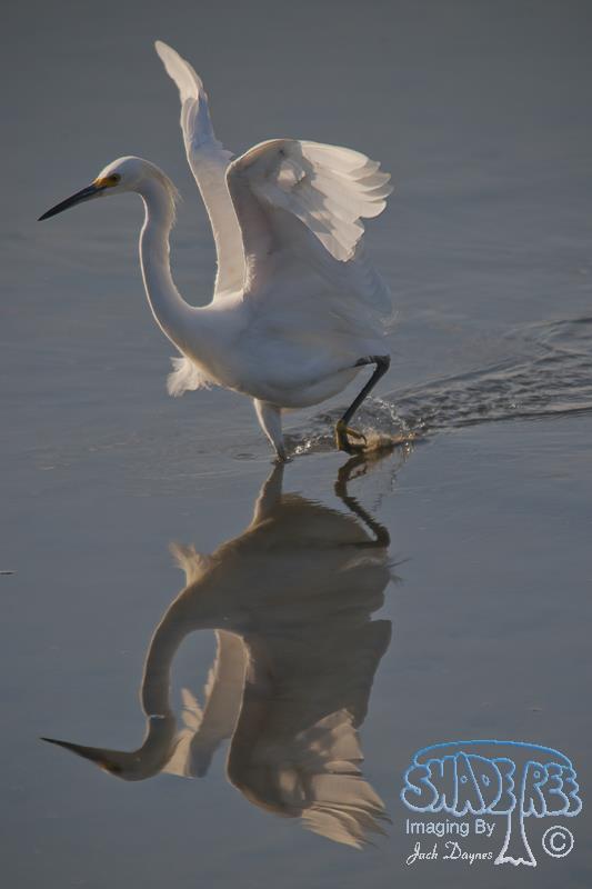 Snowy Egret - Egretta thula