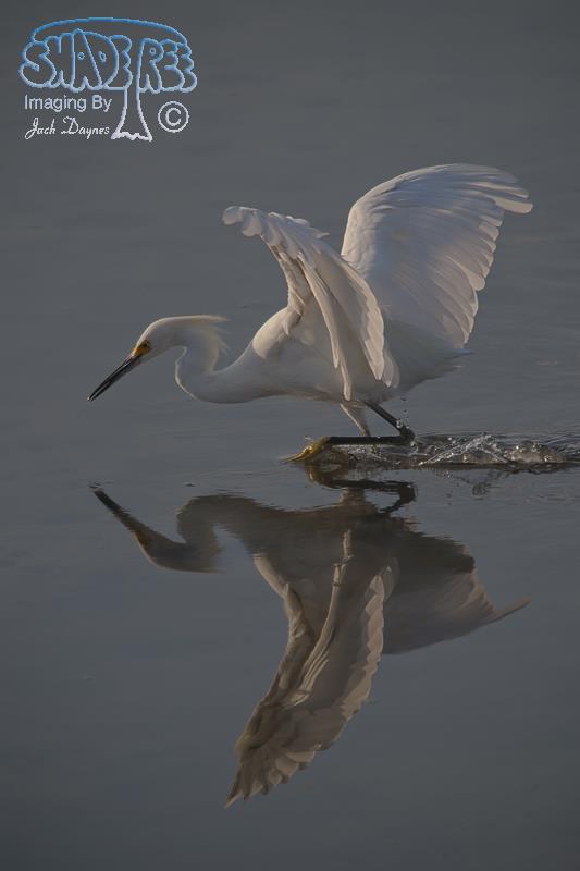 Snowy Egret - Egretta thula