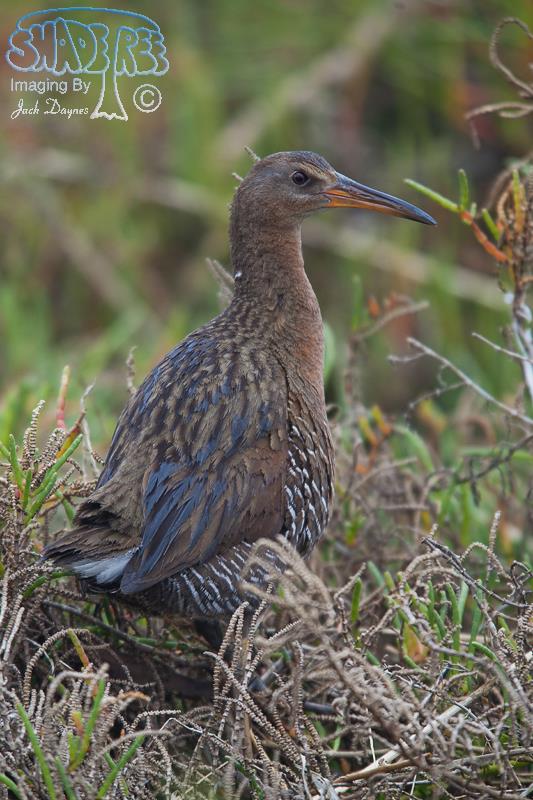 Ridgway’s Rail (Clapper Rail) - Rallus obsoletus
