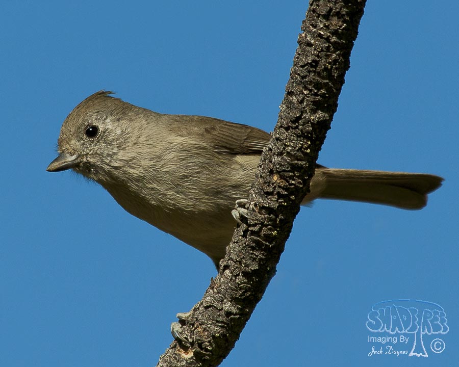 Oak Titmouse - Baeolophus inornatus