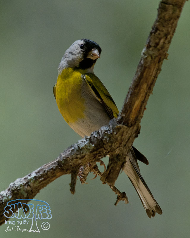 Lawrence's Goldfinch - Carduelis lawrencei