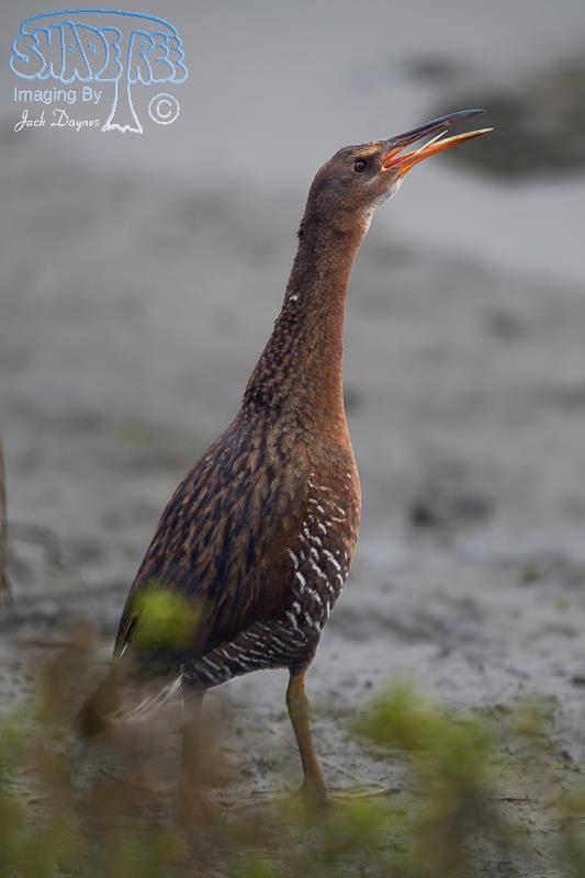 Ridgway’s Rail (Clapper Rail) - Rallus obsoletus