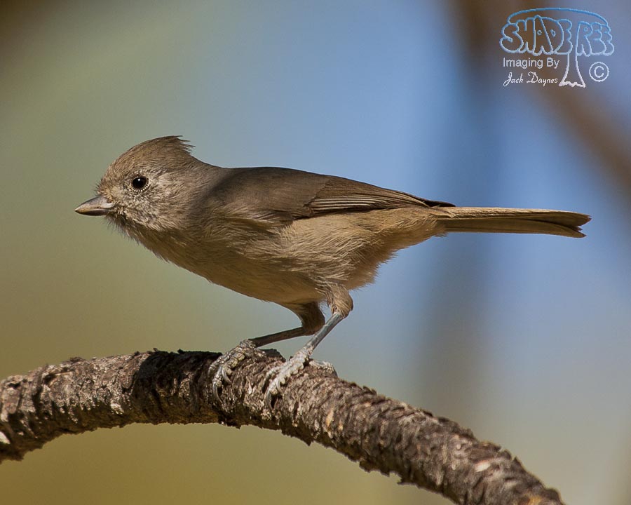 Oak Titmouse - Baeolophus inornatus