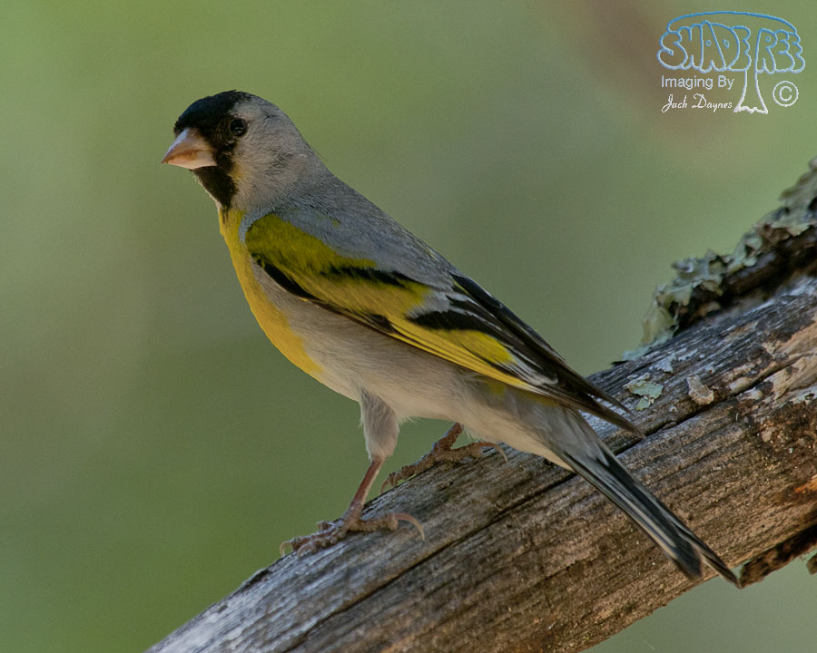 Lawrence's Goldfinch - Carduelis lawrencei