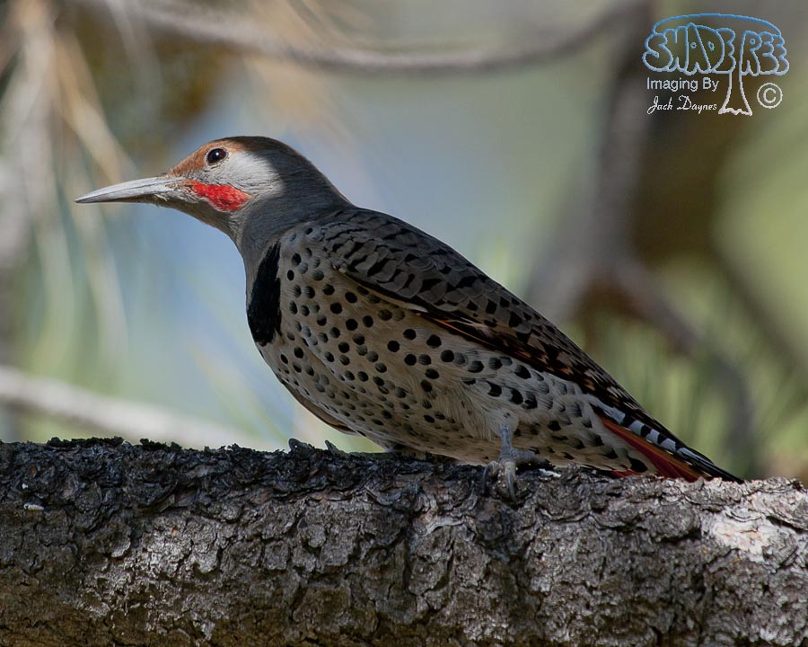 Northern Flicker - Colaptes auratus