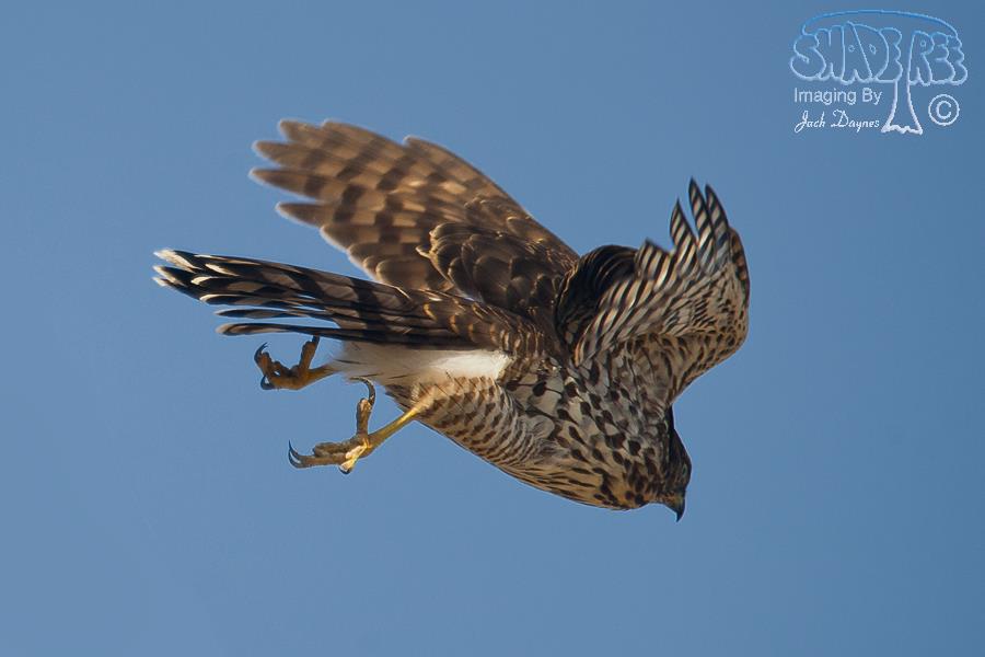 Cooper's Hawk - Accipiter cooperii