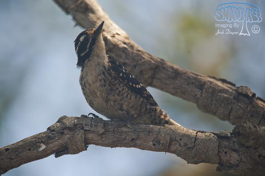 Nuttall's Woodpecker - Dryobates nuttallii