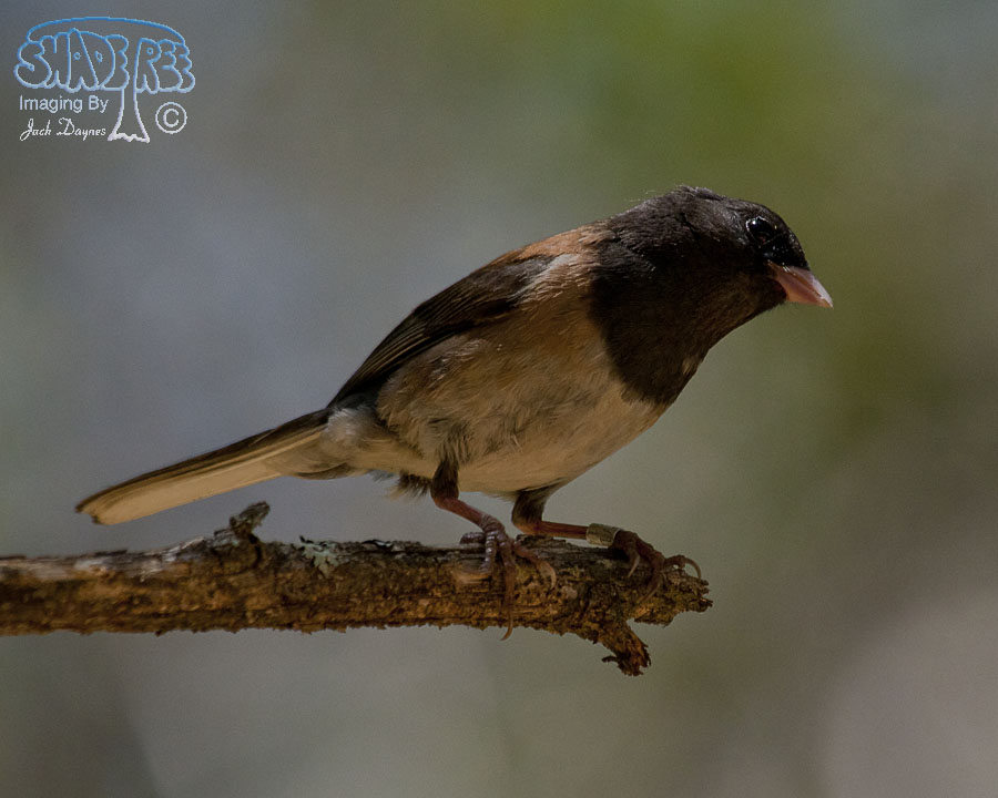 Dark-Eyed Junco - Junco hyemalis