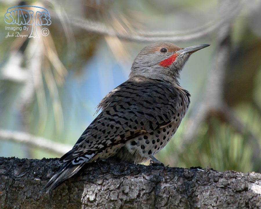 Northern Flicker - Colaptes auratus