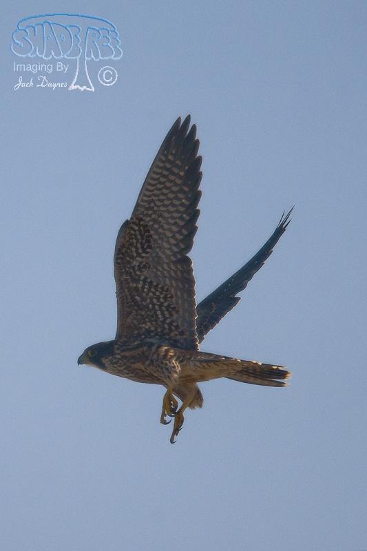 Peregrine Falcon - Falco peregrinus