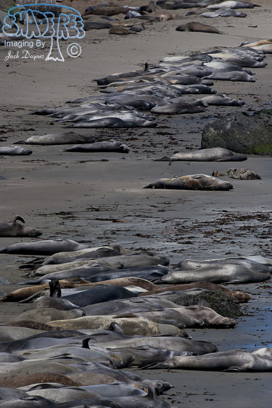 Northern Elephant Seal - Mirounga angustirostris