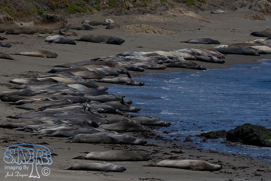 Northern Elephant Seal - Mirounga angustirostris