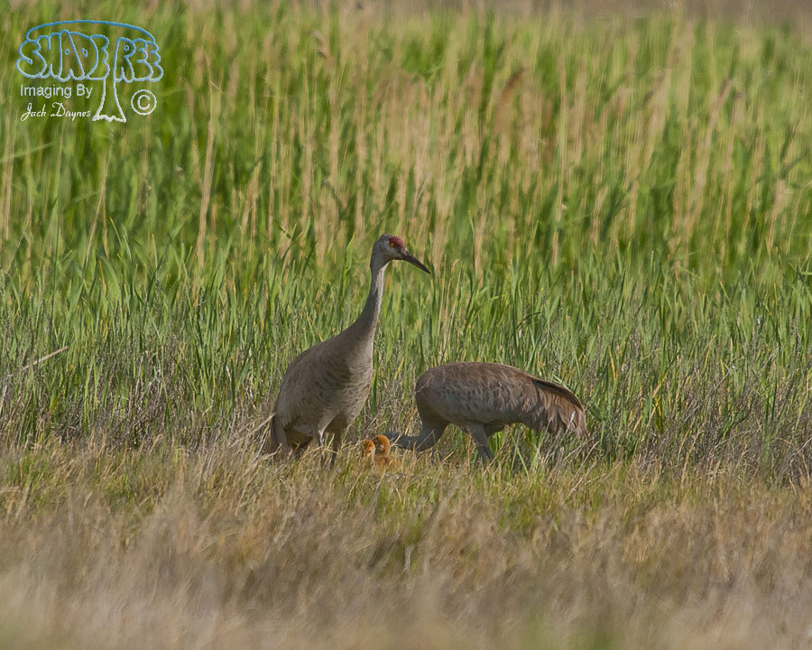 Sandhill Crane - Antigone canadensis