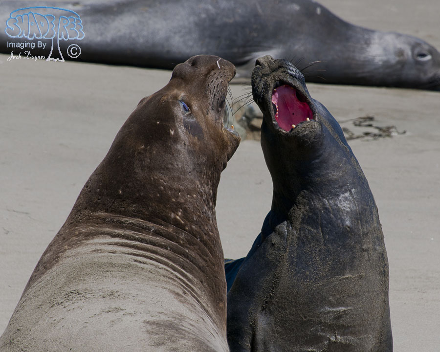 Northern Elephant Seal - Mirounga angustirostris