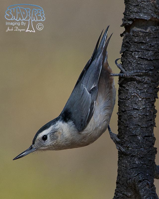 White-Breasted Nuthatch - Sitta carolinensis