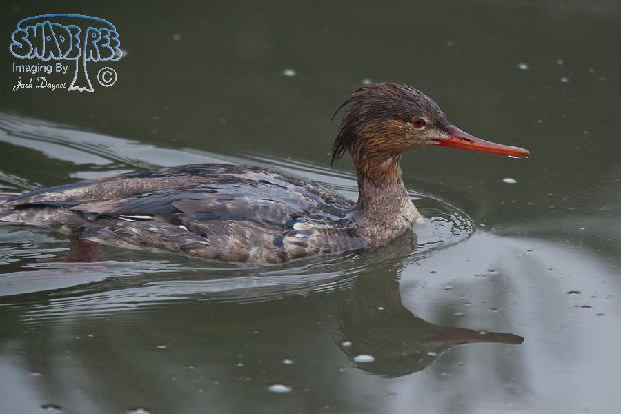 Red-Breasted Merganser - Mergus serrator