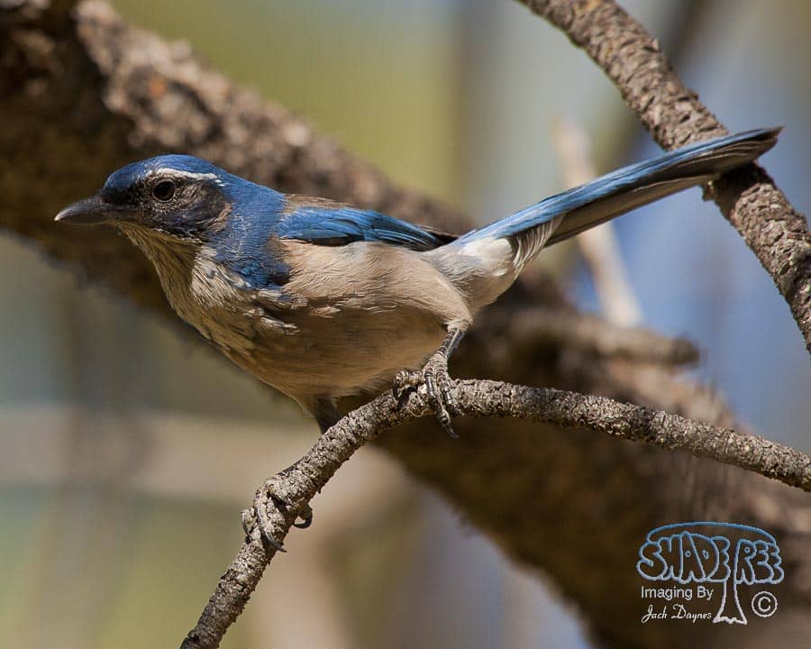 California Scrub-Jay - Aphelocoma californica