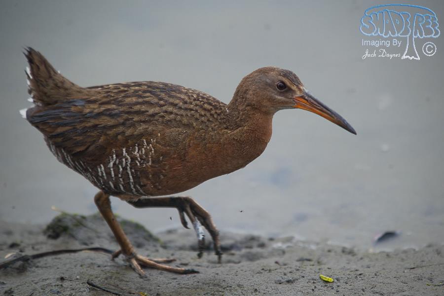 Ridgway’s Rail (Clapper Rail) - Rallus obsoletus