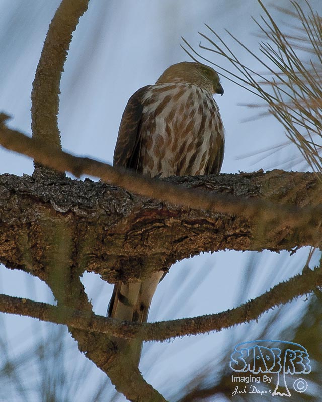 Sharp-Shinned Hawk - Accipiter striatus