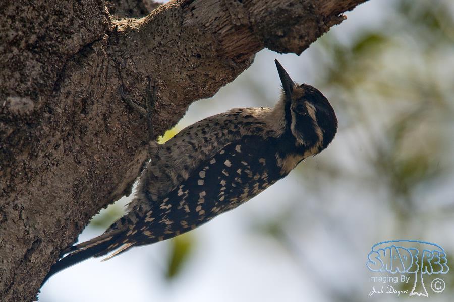Nuttall's Woodpecker - Dryobates nuttallii