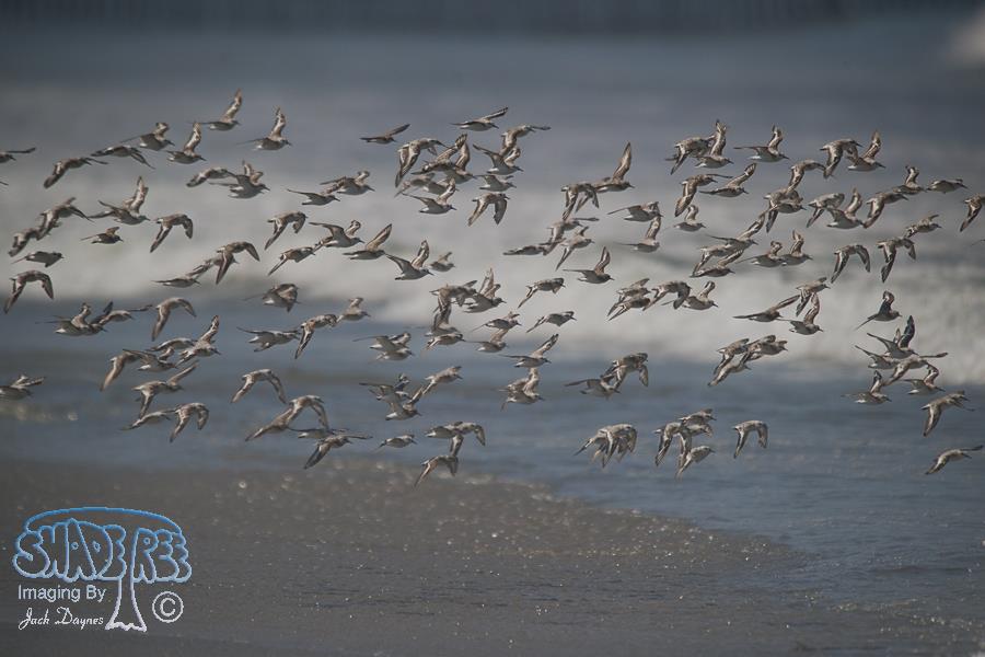 Sanderling - Calidris alba