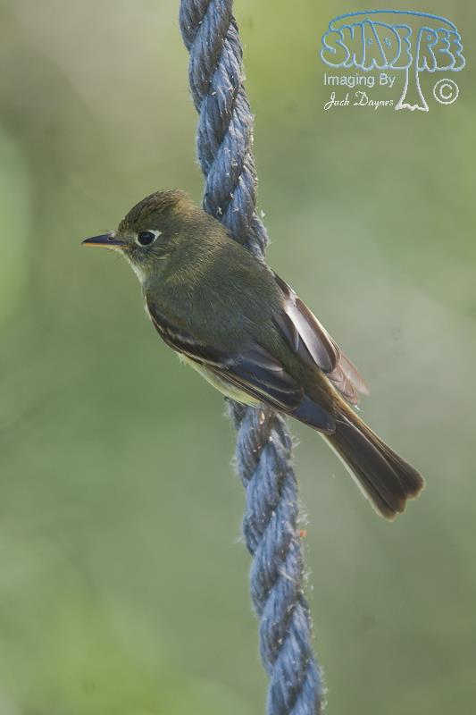 Pacific-Slope Flycatcher - Empidonax difficilis