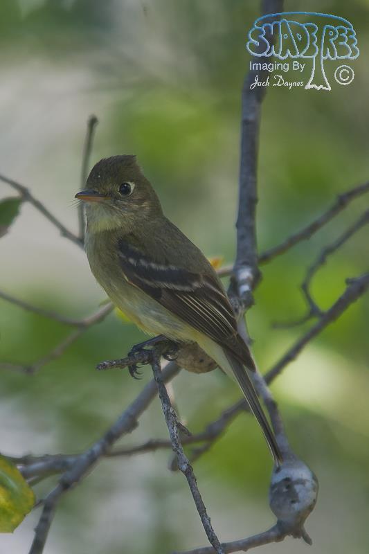 Pacific-Slope Flycatcher - Empidonax difficilis