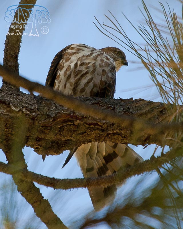 Sharp-Shinned Hawk - Accipiter striatus