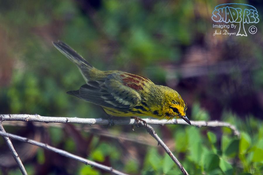 Prairie Warbler - Setophaga discolor