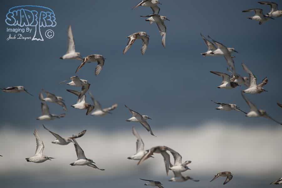 Sanderling - Calidris alba